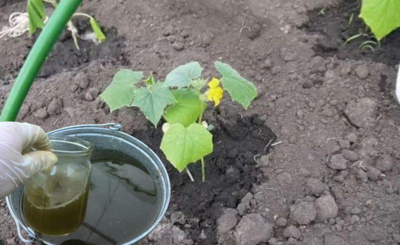 Підживлення огірків: коли його робити вперше