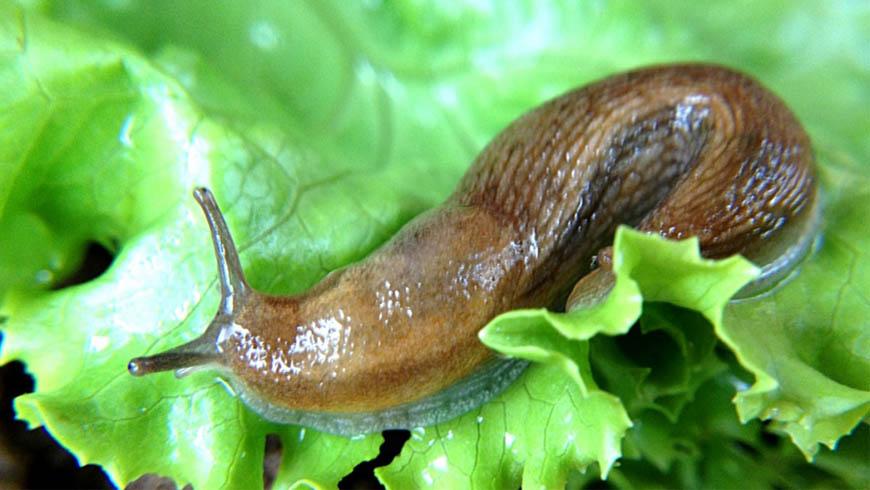 7 народних способів позбутися слимаків на городі 7 народних способів позбутися слимаків на городі