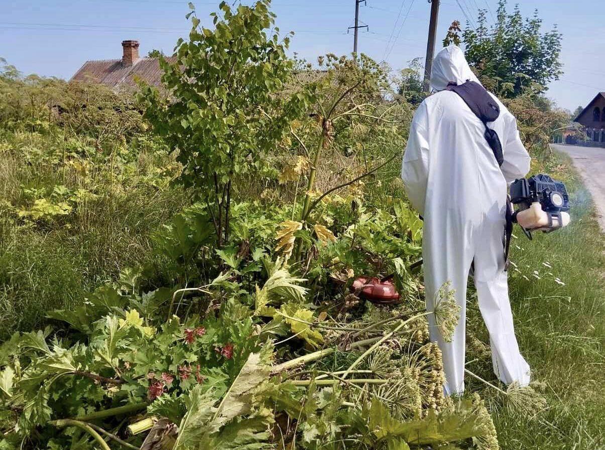 На Рівненщині ведуть боротьбу з борщівником