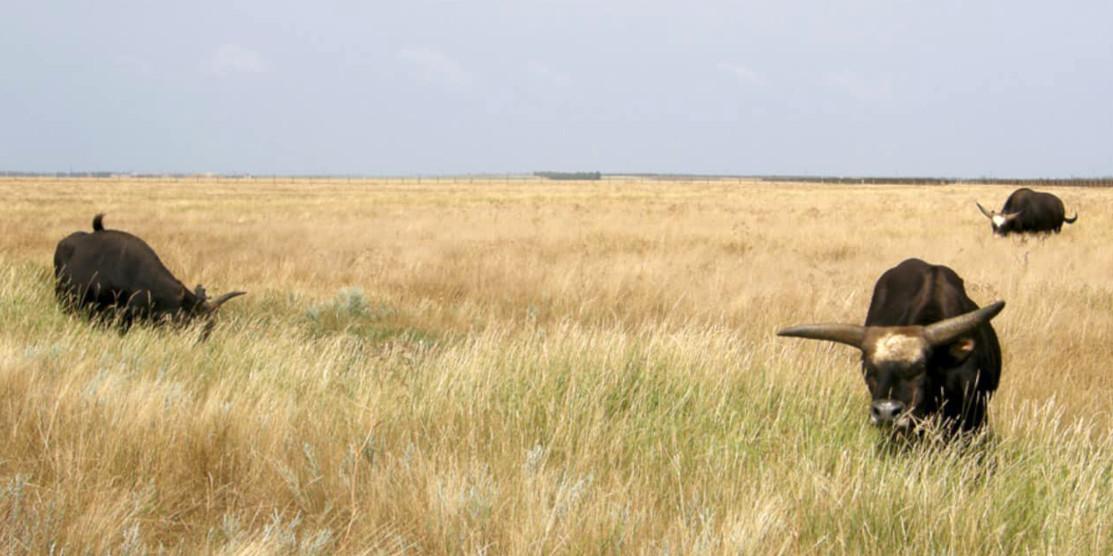 Через дії окупантів згоріло близько 300 га заповідного степу у “Асканії-Новій” Через дії окупантів згоріло близько 300 га заповідного степу у “Асканії-Новій”