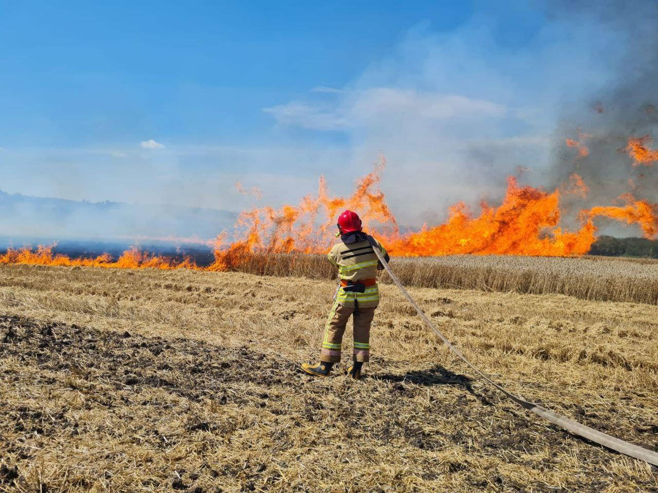 Пшениця горіла на полі у Рівненській області