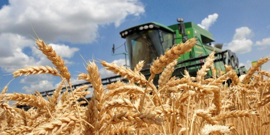 Жнива на Рівненщині на завершальній стадії