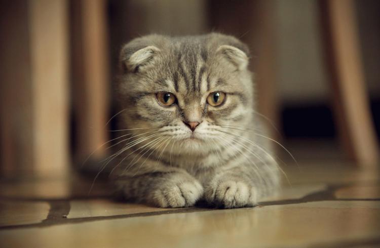Любов до котів говорить про психологічне здоров’я