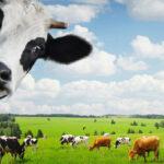 У Гощанській громаді захворіла телиця на сказ