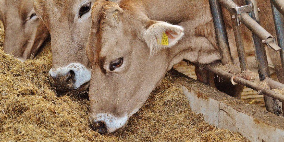 42 млн грн дотацій на угіддя та корів отримали аграрії Рівненщини