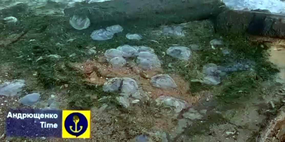 Медузи і квітучі водорослі на березі Азовського моря