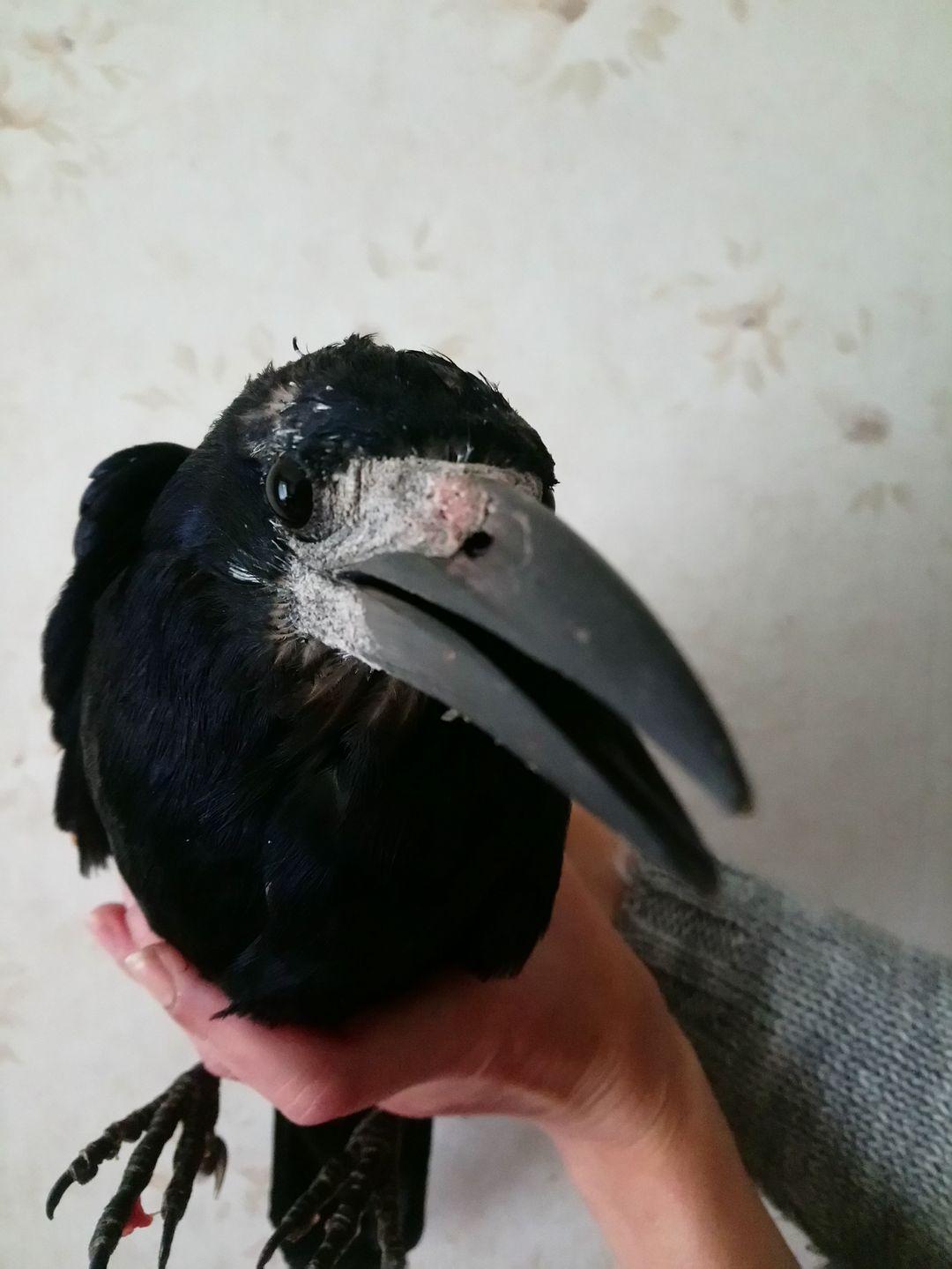 Загублений у Рівному ворон повернувся додому Загублений у Рівному ворон повернувся додому