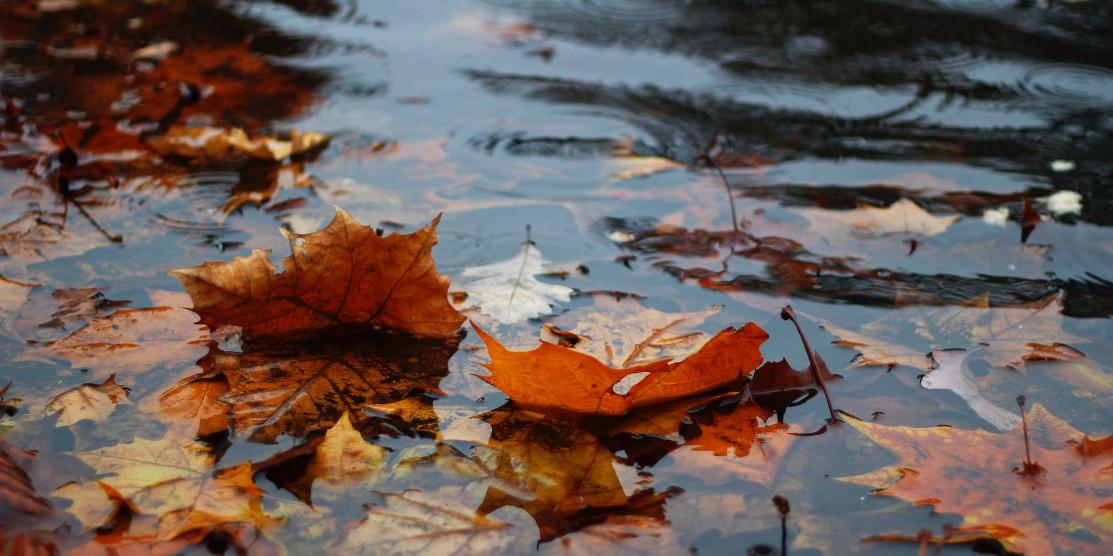 Осіннє листя у воді