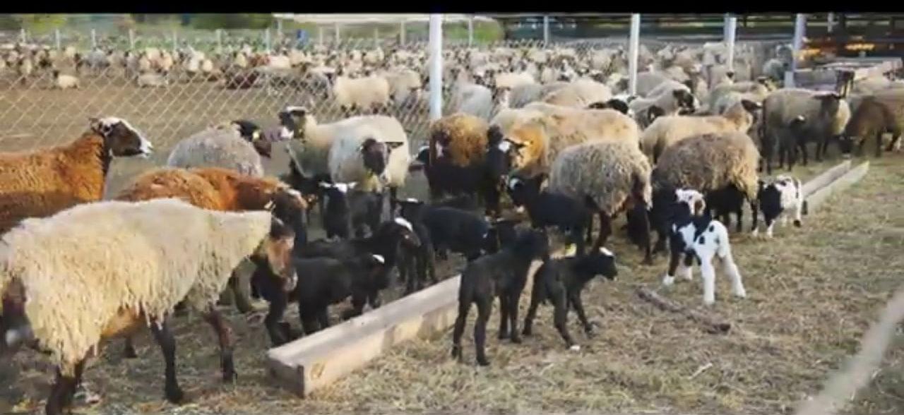 на Рівненщині фермери