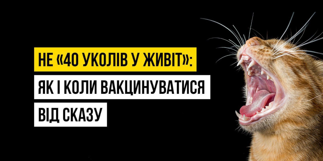 Кіт