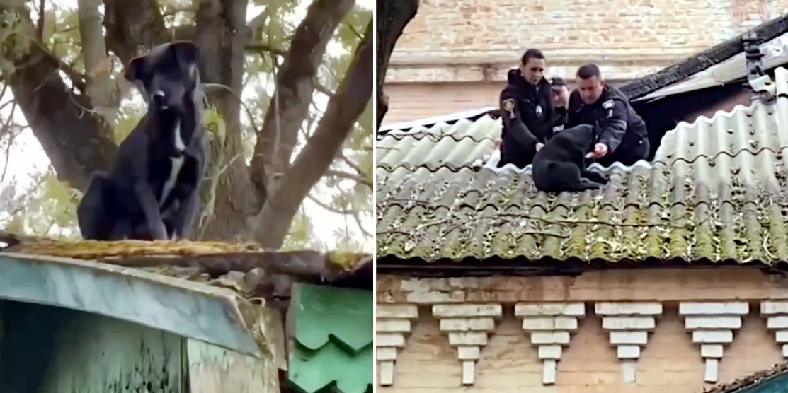 Собачка і поліцейські на даху.
