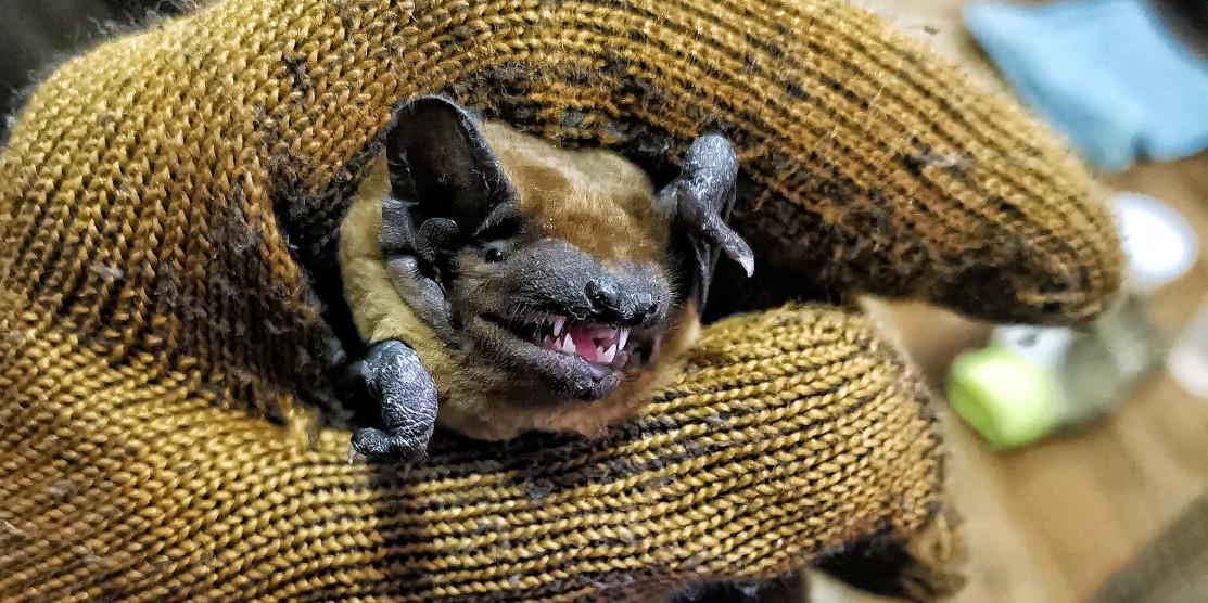 Сімейка кажанів, знайдених під час ремонтних робіт, знайшла собі нову домівку в Рівненському зоопарку Кажан посміхається.