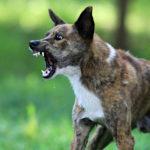 У селі на Рівненщині виявили випадок сказу в домашньої собаки Агресивний собака.