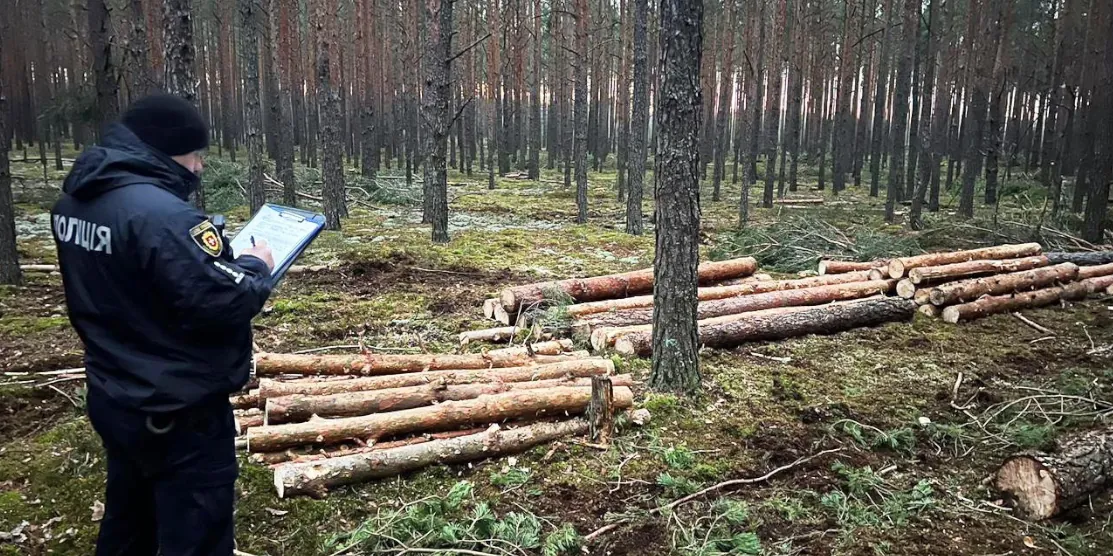 Спиляні дерева.