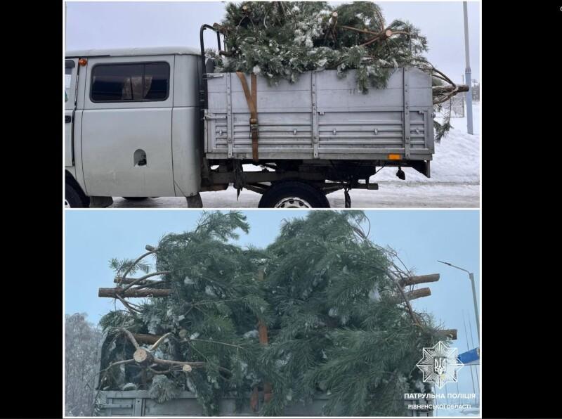 сосни