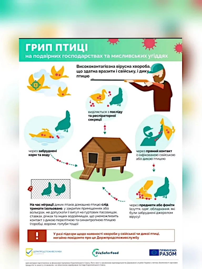 Інфографіка: грип птиці.