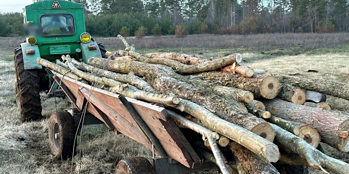 Незаконно зрубані дерева.