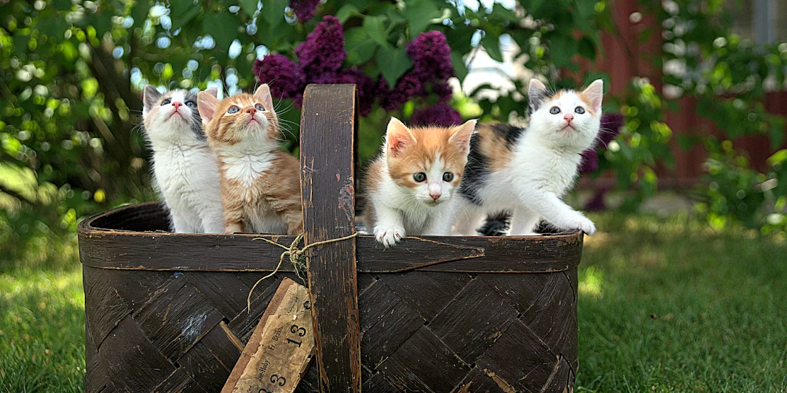 Котенята в кошику.