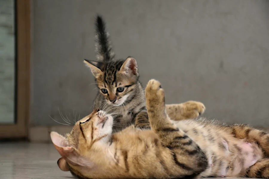 Коти.