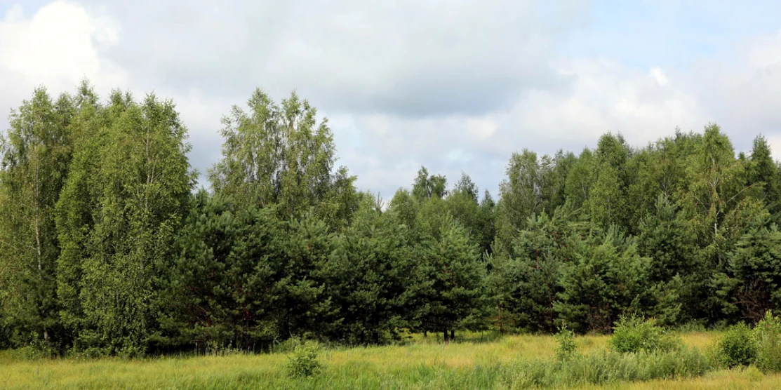 Ліс.