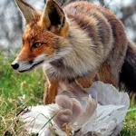 Лисиці найчастіше переносять сказ.