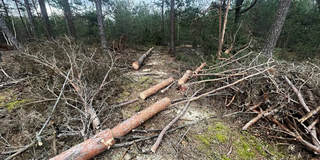 Зрубане й порізане на частини дерево.