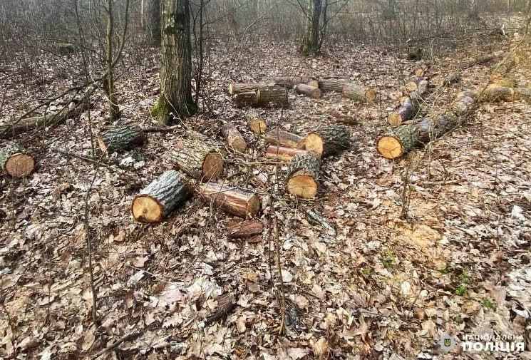 Спиляні дуби.