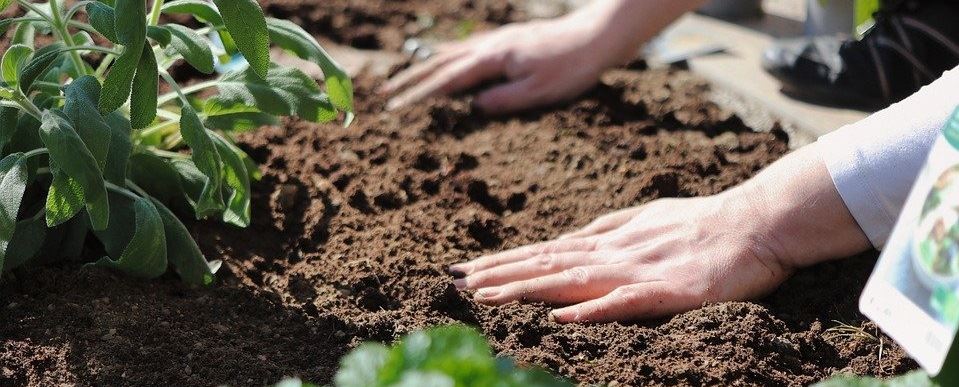 При якій температурі повітря можна висаджувати овочі