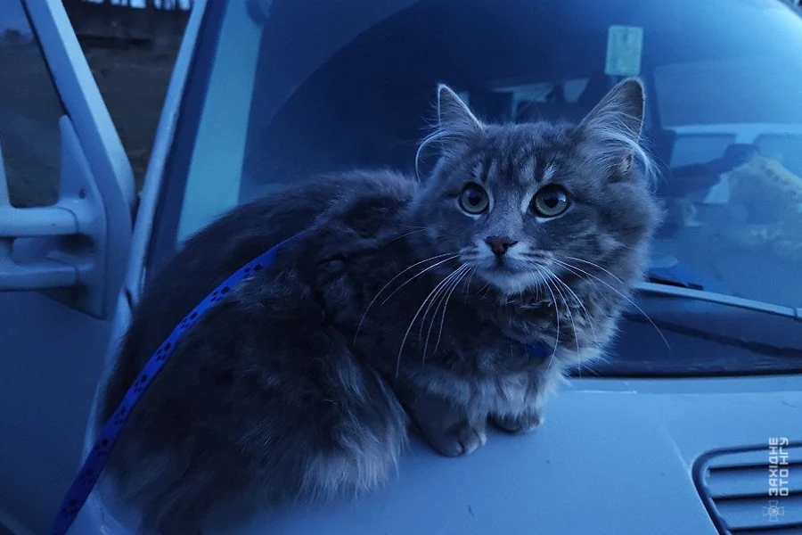 "Котуська".