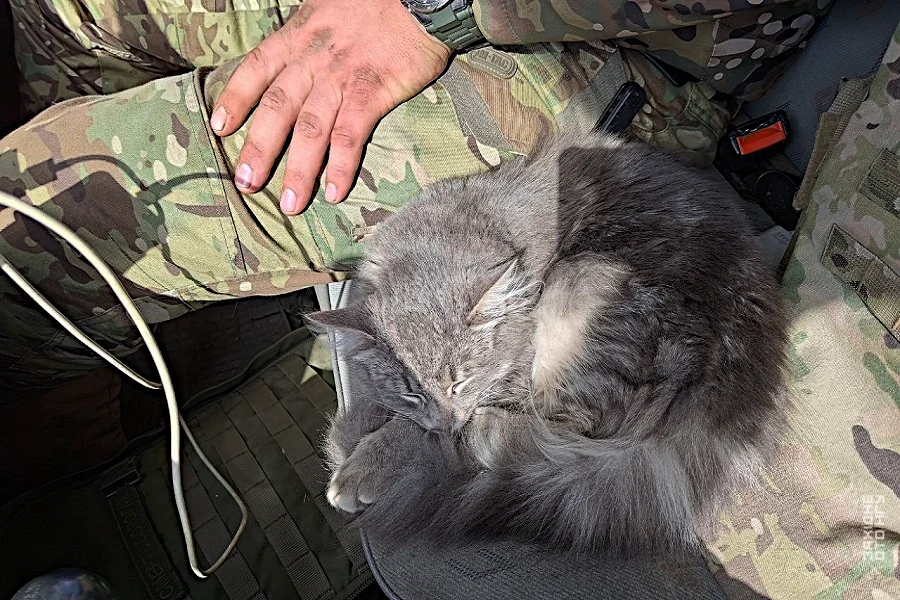"Котуська" спить по дорозі додому.