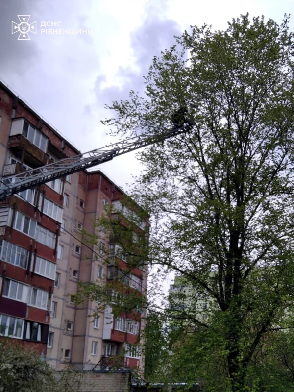 Рятувальники знімають кота з дерева.