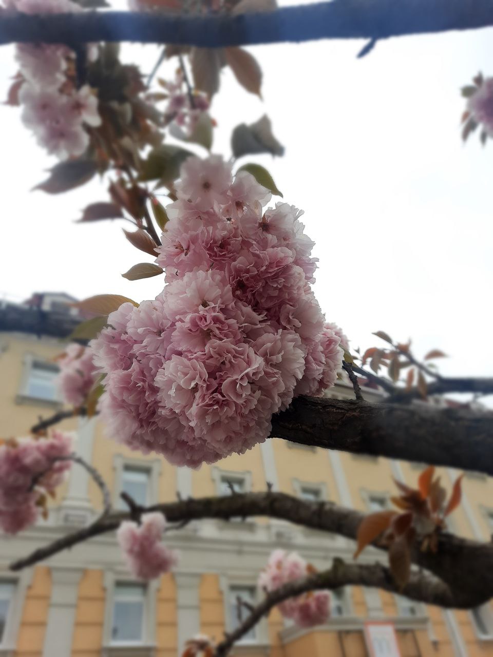 сакура