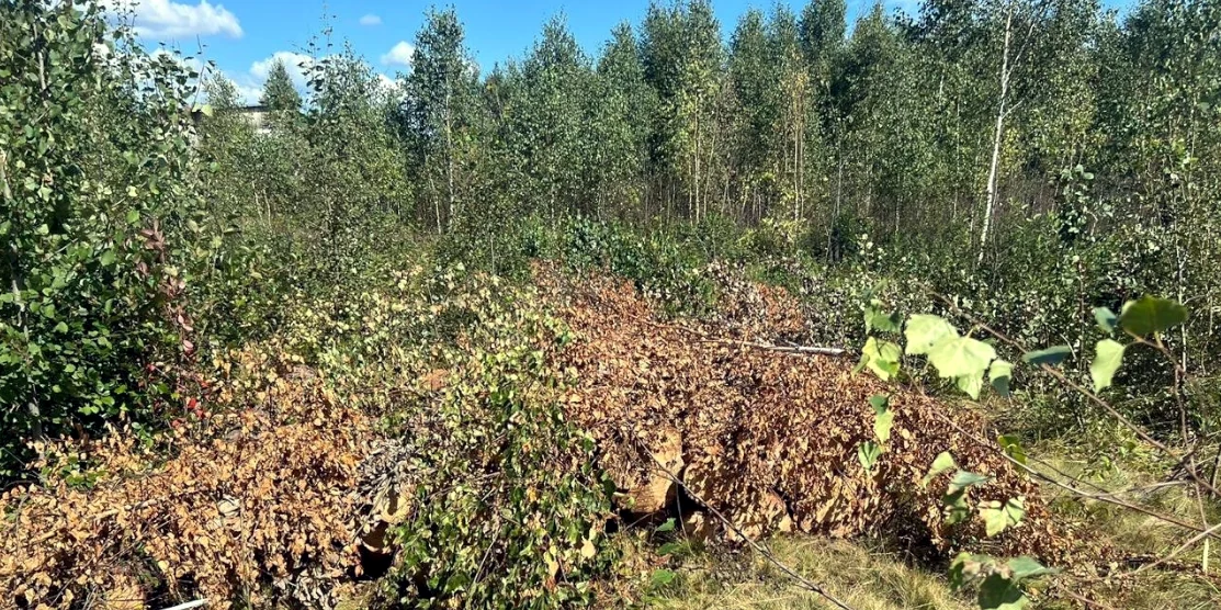 Місце незаконної порубки лісу.
