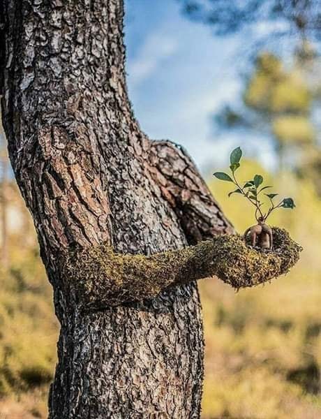 Ліки під руками й під ногами