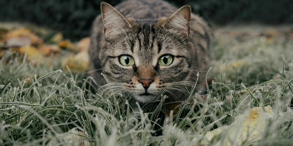 Прогноз погоди для Рівненщини на 16 травня. На ґрунті вночі можливі заморозки