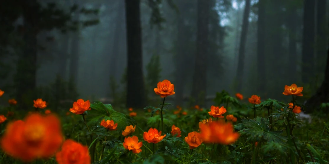 Прогноз погоди для Рівненщини на 27 травня. Мінлива хмарність і без опадів