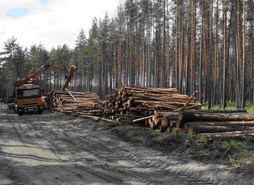 На потреби військових з Рівненщини відправляють лісоматеріали