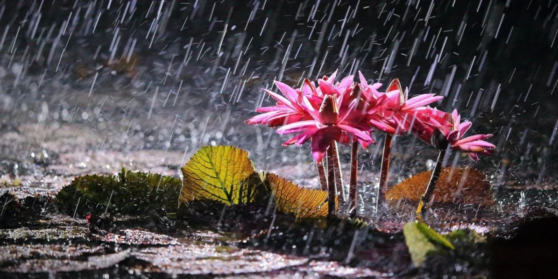 Прогноз погоди для Рівненщини на 12 червня. Мінлива хмарність, короткочасні дощі і грози Прогноз погоди для Рівненщини на 12 червня. Мінлива хмарність, короткочасні дощі і грози