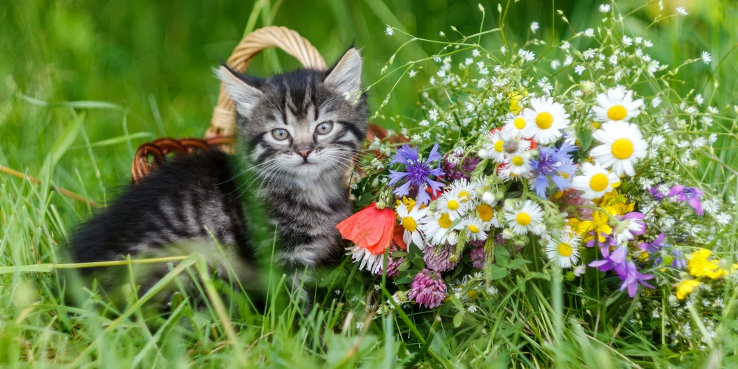 Прогноз погоди для Рівненщини на 13 липня. Короткочасні дощі, гроза, місцями град Прогноз погоди для Рівненщини на 13 липня. Короткочасні дощі, гроза, місцями град