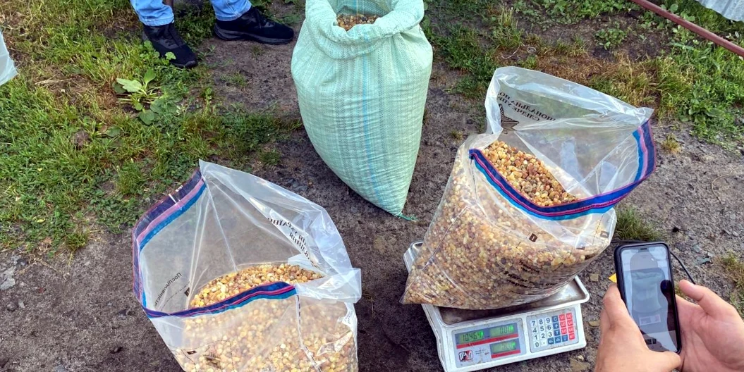 42 кілограми бурштину вилучили поліцейські у Вараському районі