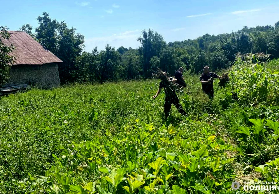 Вирощував і зберігав мак чоловік з Рівненського району - фото 2 Вирощував і зберігав мак чоловік з Рівненського району - фото 2