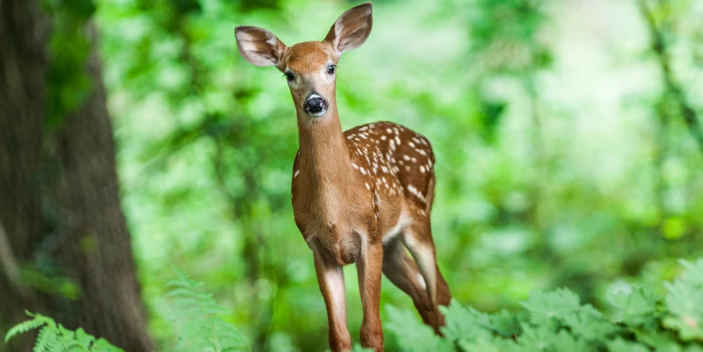 Прогноз погоди для Рівненщини на 9 вересня. Мінлива хмарність, без опадів Прогноз погоди для Рівненщини на 9 вересня. Мінлива хмарність, без опадів