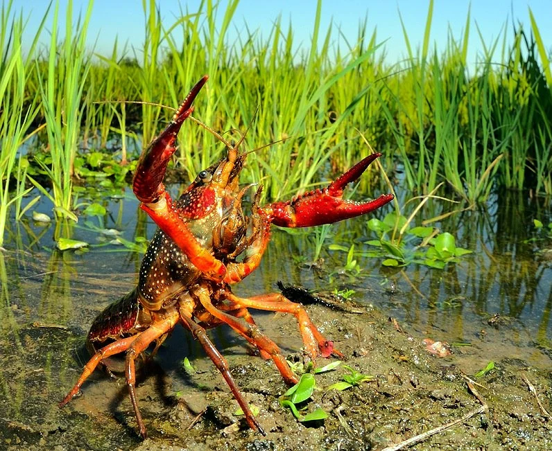 На Рівненщині завершився мораторій на вилов раків - фото 1