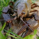 Річковий рак.