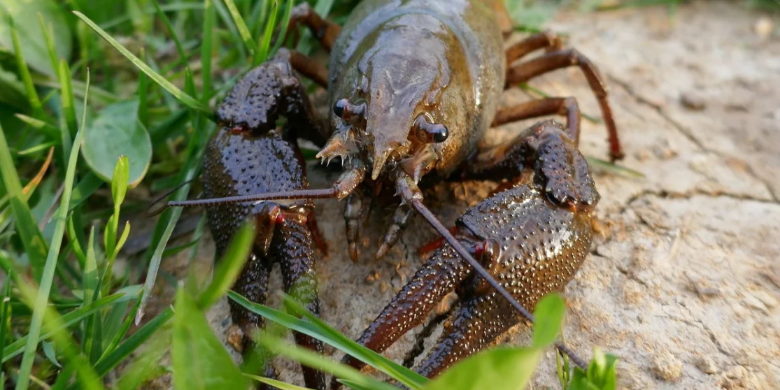 На Рівненщині завершився мораторій на вилов раків