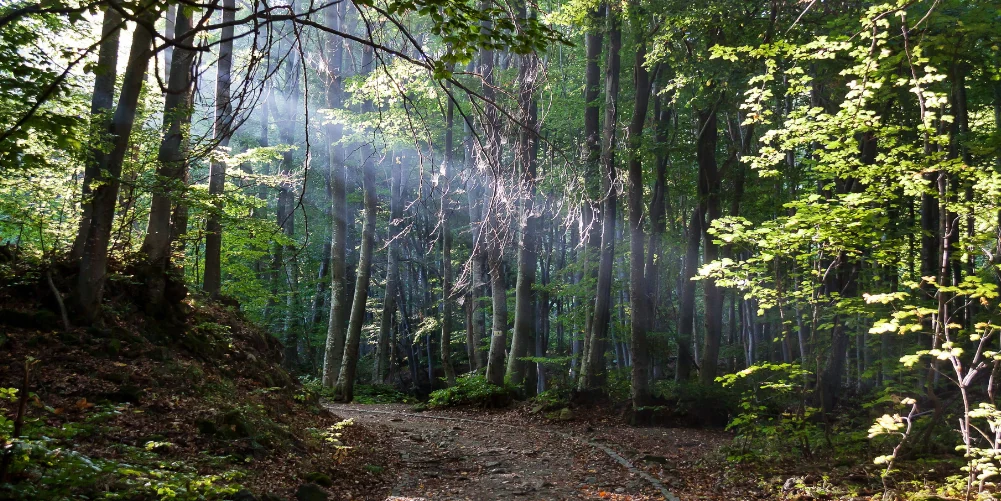 Прогноз погоди для Рівненщини на 5 вересня. Мінлива хмарність, без опадів Прогноз погоди для Рівненщини на 5 вересня. Мінлива хмарність, без опадів