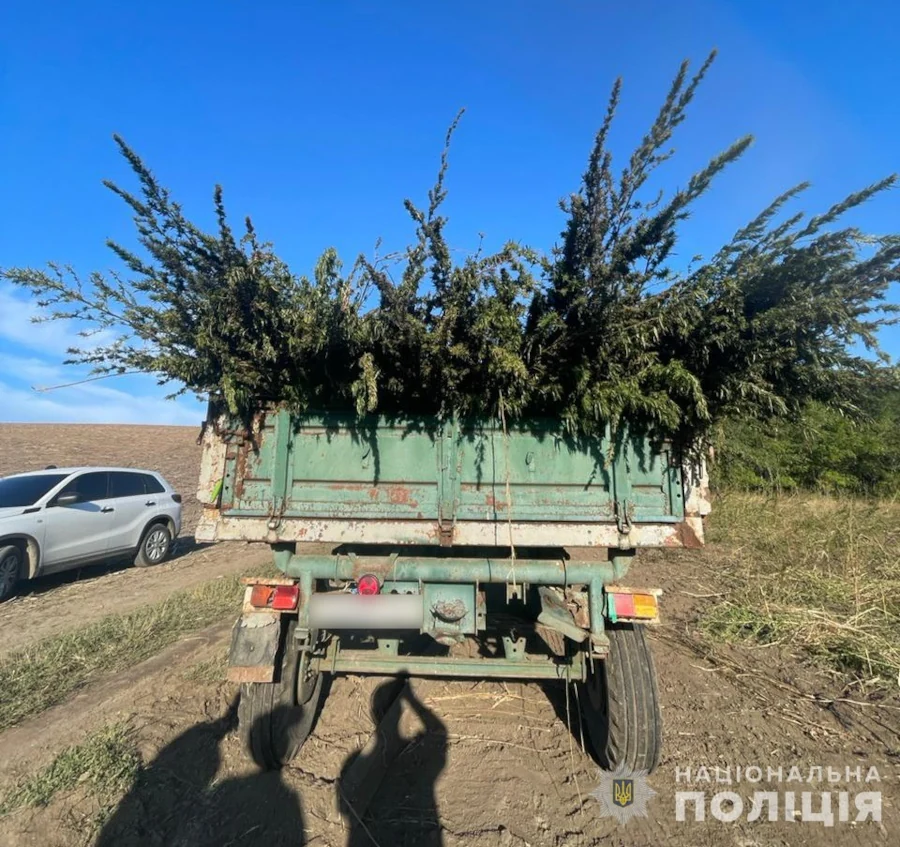 Ліквідували конопляну плантацію розміром у 10 футбольних полів - фото 1 Ліквідували конопляну плантацію розміром у 10 футбольних полів - фото 1
