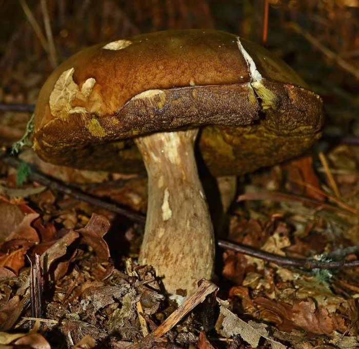 Помилки грибників, які можуть стати фатальними - фото 4