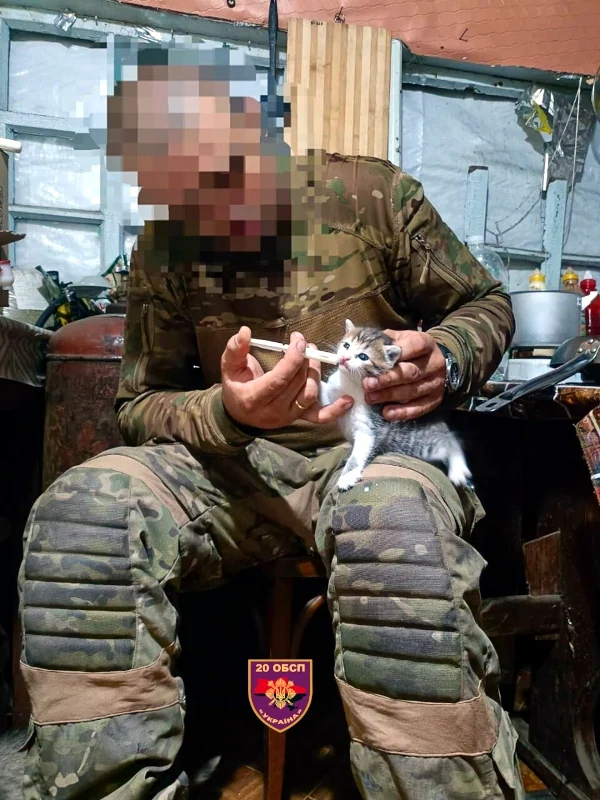 Кішка ціною власного життя врятувала українського Захисника - фото 2
