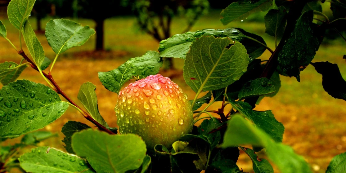 Прогноз погоди для Рівненщини на 5 жовтня. Хмарно. Часами дощ Прогноз погоди для Рівненщини на 5 жовтня. Хмарно. Часами дощ